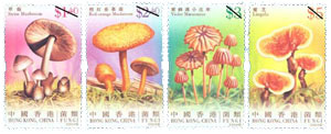 Fungi Fungi